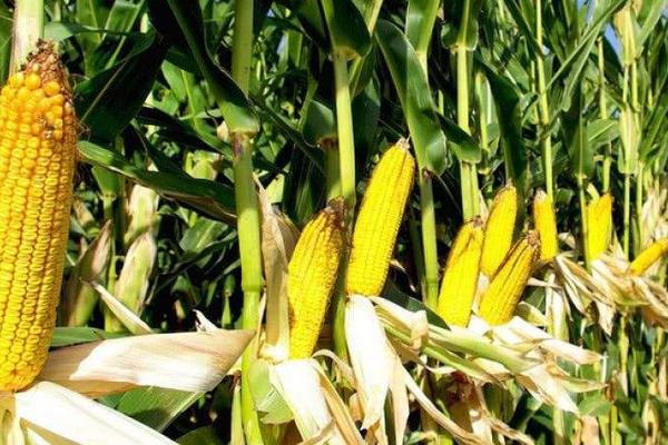 农华711（试验名称：农华711）玉米种子特点，注意防治病虫害
