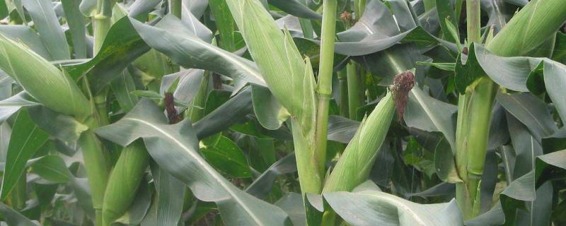 大玉糯4号（试验名称：大玉糯4号）玉米种子简介，适时调整播期