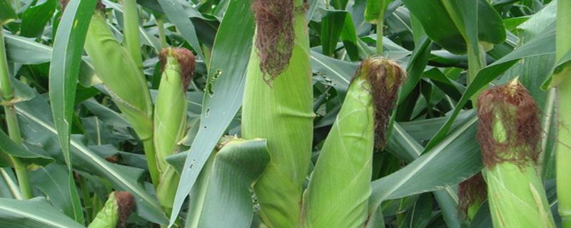 金穗甜11号（试验名称：金穗甜11号）玉米品种的特性，雨水多地区起畦播种