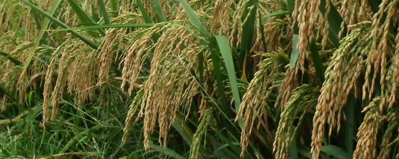 毕粳46（区试名称：毕粳1708）水稻品种简介，全生育期为167.7天