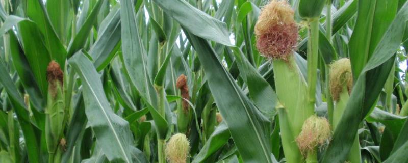 大玉糯3号（试验名称：大玉糯3号）玉米种子特点，宽窄行或等行距播种种植