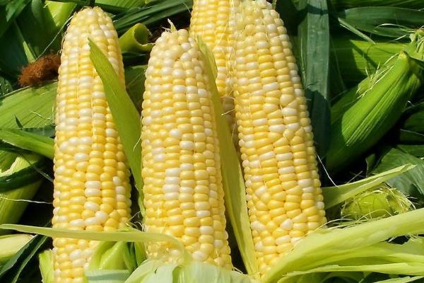 大玉糯3号（试验名称：大玉糯3号）玉米种子特点，宽窄行或等行距播种种植