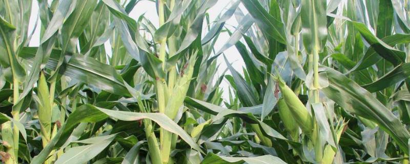 珠江12号（试验名称：珠江12号）玉米品种的特性，小穗密度中
