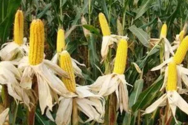 珠江12号（试验名称：珠江12号）玉米品种的特性，小穗密度中