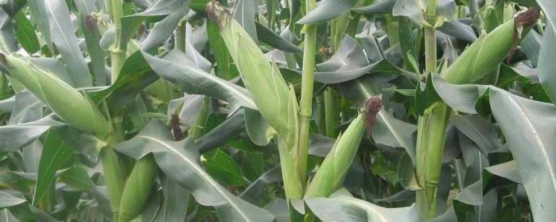 秋硕玉2号（试验名称：秋硕玉2号）玉米品种的特性，及时防治地下害虫及粘虫和蚜虫