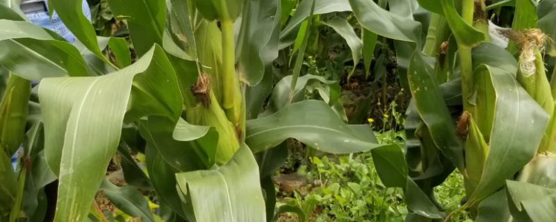 京滇817（试验名称：京滇817）玉米种子简介，应选择中等以上肥力地块种植