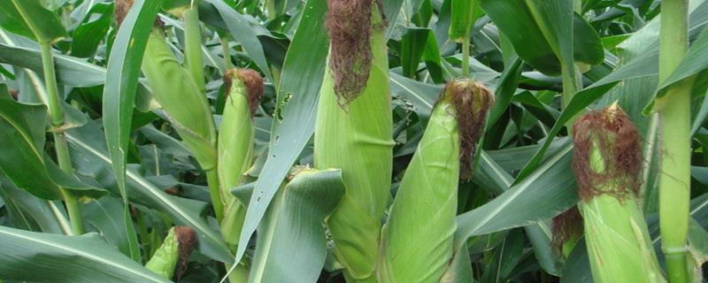 云合3号（试验名称：云合3号）玉米品种简介，每亩用15kg尿素
