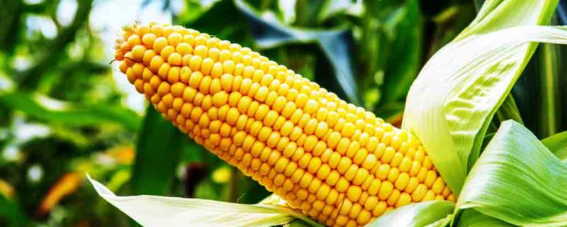 文单686（试验名称：文单686）玉米种子特点，生育期长