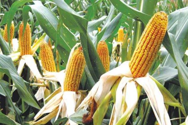中禾68（试验名称：中禾68）玉米种子特征特性，高抗大斑病