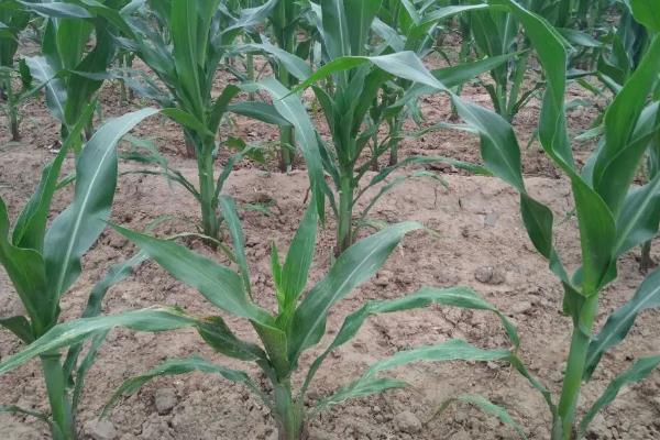 雅玉112（试验名称：雅玉112）玉米种子特点，适宜种植密度4500株/亩