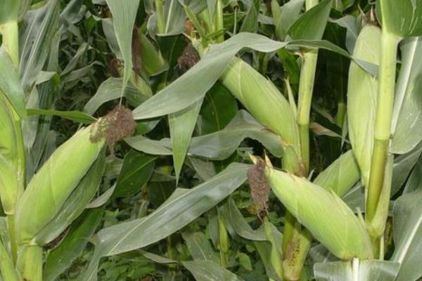桥单8号（试验名称：桥单8号）玉米品种的特性，注意防治病虫害