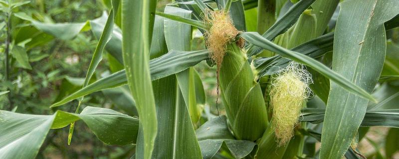 湖泉玉10号（试验名称：湖泉玉10号）玉米种子特征特性，并每亩加施复合肥25公斤