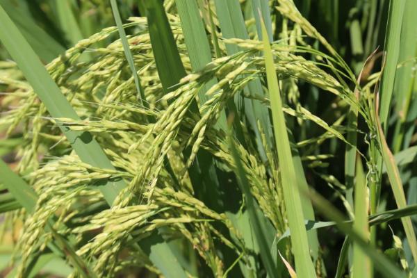 恒优1380(试验名称：恒优1380)水稻品种的特性，苗期要注意防治稻蓟马