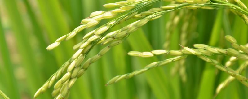 野优674（试验名称：野优674）水稻种子特点，每亩大田秧盘45-50只