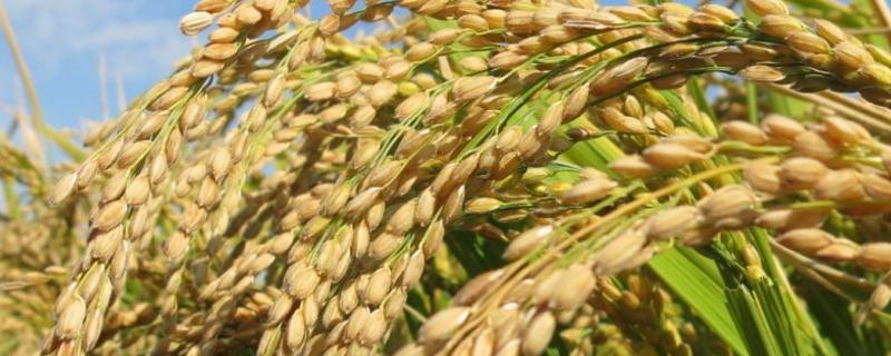 德盈418（试验名称：德盈418）水稻品种简介，每亩施尿素8千克