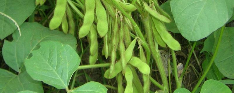 滇大豆6号（试验名称：滇大豆6号）大豆种子介绍，播种量4-4.5公斤/亩