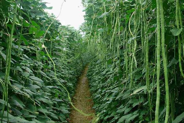 豆角的种植时间，在我国长江以南各地春、夏、秋均可栽培