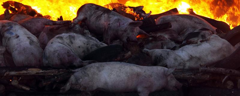 非洲猪瘟在水泥地能存活多久，能存活几十天左右