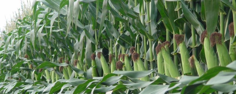 高科168玉米品种简介，适宜播种期4月中旬到5月中旬