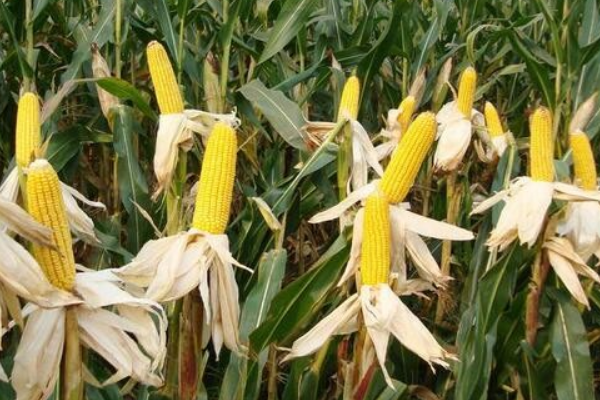 铁研123玉米品种简介，适宜播种期6月上旬～6月中旬
