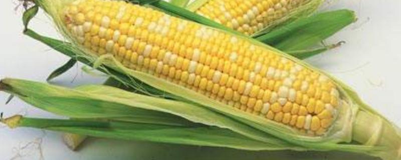 中农大691玉米种子介绍，注意防治玉米螟和蚜虫