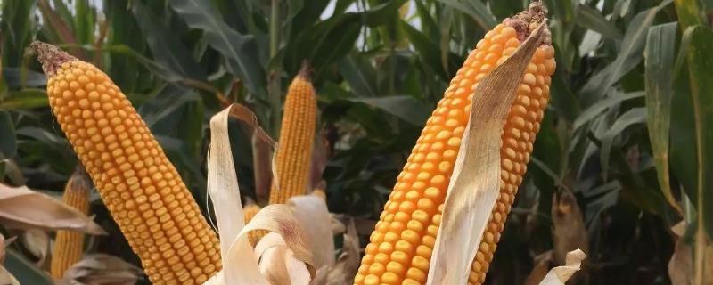 陕单660玉米种子特征特性，适宜播种期6月上到6月中旬