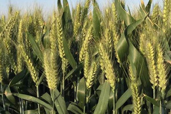 西农105小麦种子特征特性，注意适时防治小麦病虫草害