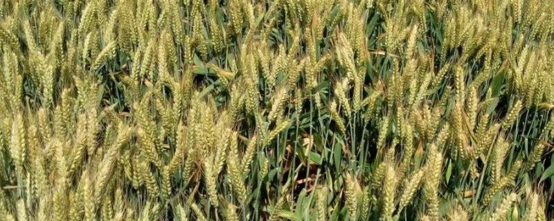 伟隆166小麦种子介绍，注意适时防治小麦病虫草害