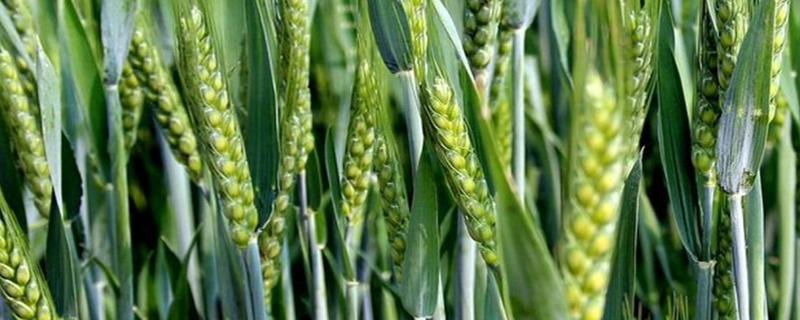 大唐63小麦种子特征特性，属弱冬性晚熟品种