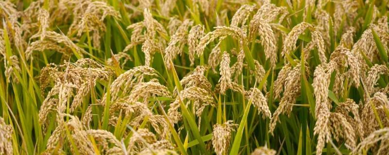 D两优丰占水稻种子简介，属两系杂交籼稻品种