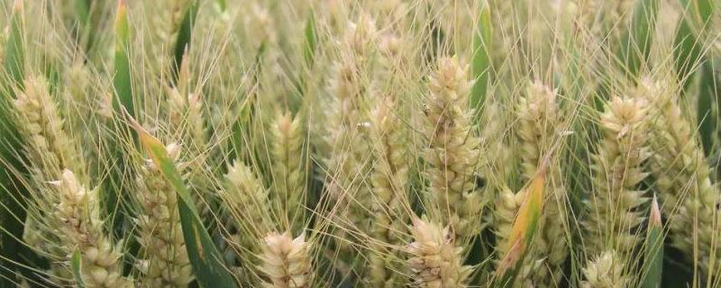 西农105小麦种子特征特性，注意适时防治小麦病虫草害