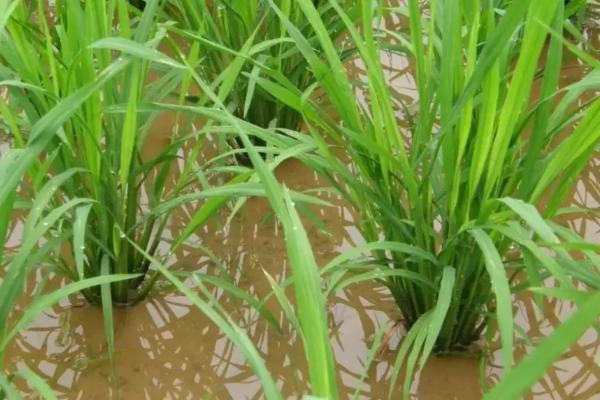 五优3号水稻品种的特性，大田播种量2公斤/亩
