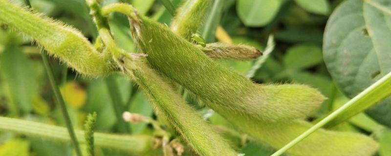 晋大滞绿1号大豆种子介绍，每亩播种量6-7公斤