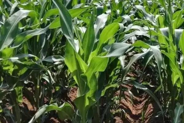 彩甜糯10号玉米品种的特性，种植密度每亩3500株