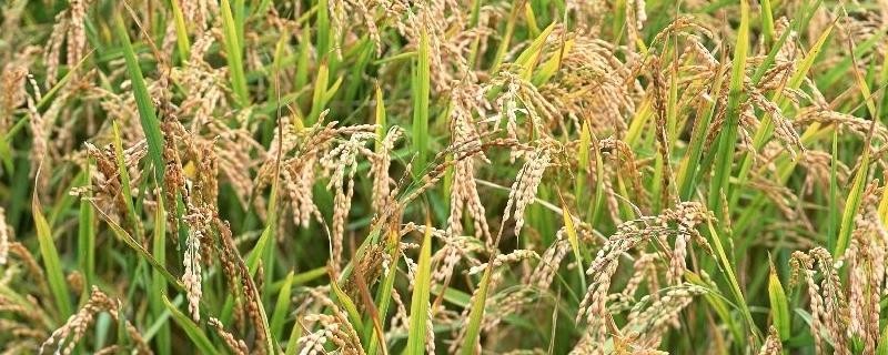 五优3号水稻品种的特性，大田播种量2公斤/亩