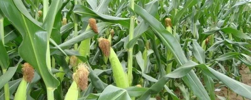 景阳336玉米品种的特性，4月中上旬播种