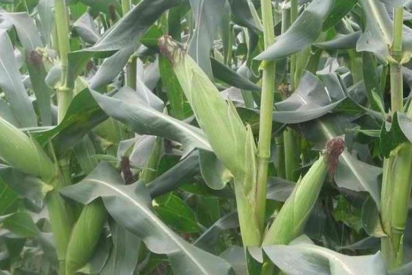 G2088玉米种子特点，基肥应每亩施复合肥30千克