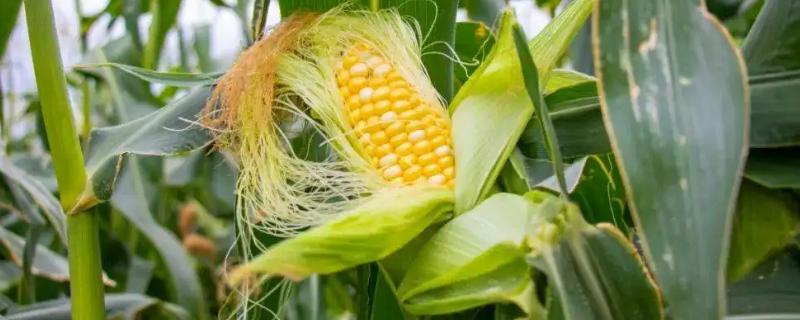 田旺TW72玉米种子特征特性，4月下旬播种