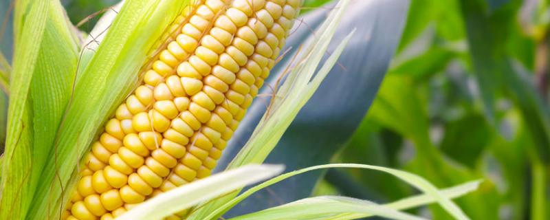 G2088玉米种子特点，基肥应每亩施复合肥30千克