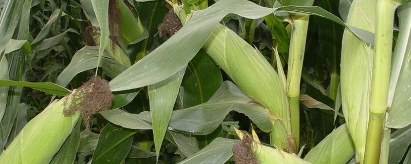 甘垦95玉米种简介，种植密度每亩4500株