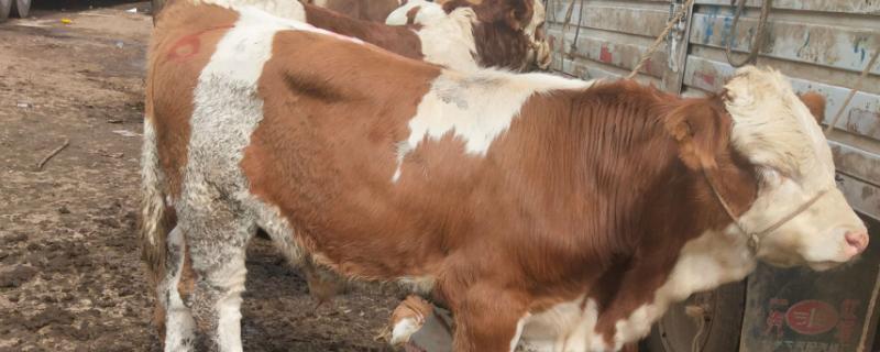 养肉牛选择什么品种好，可选西门塔尔、利木赞牛、鲁西黄牛等