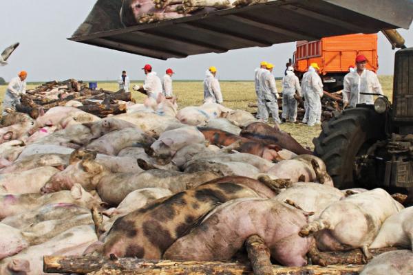 非洲猪瘟在水泥地能存活多久，能存活几十天左右