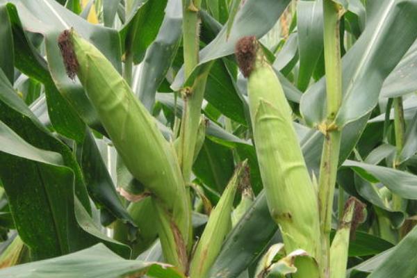 兴达7号玉米种子特征特性，4月上旬播种