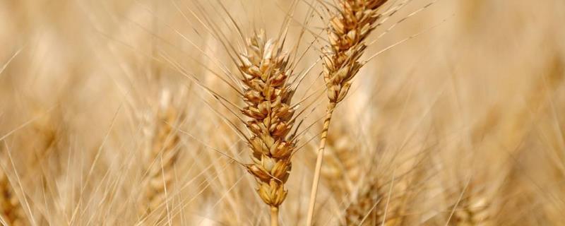 宁春61号小麦品种简介，抽穗前后及时防治蚜虫
