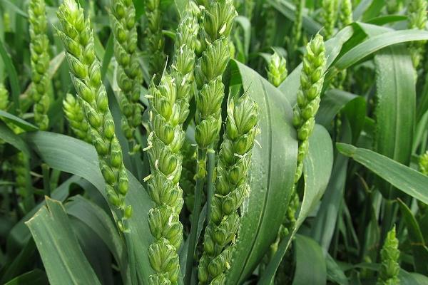 宁春61号小麦品种简介，抽穗前后及时防治蚜虫