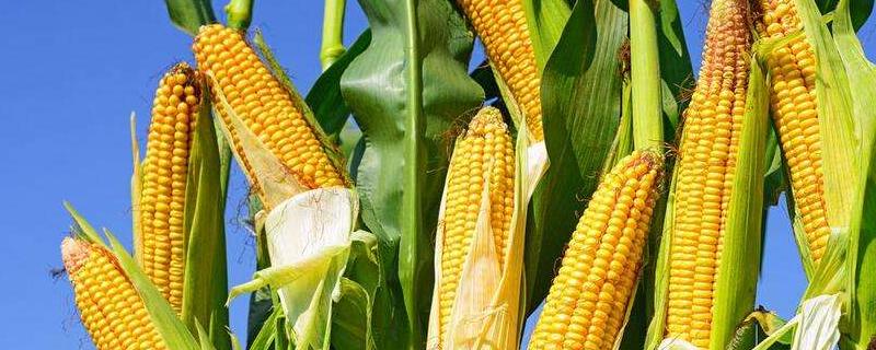 梦玉89玉米种简介，每亩追施尿素15－20千克