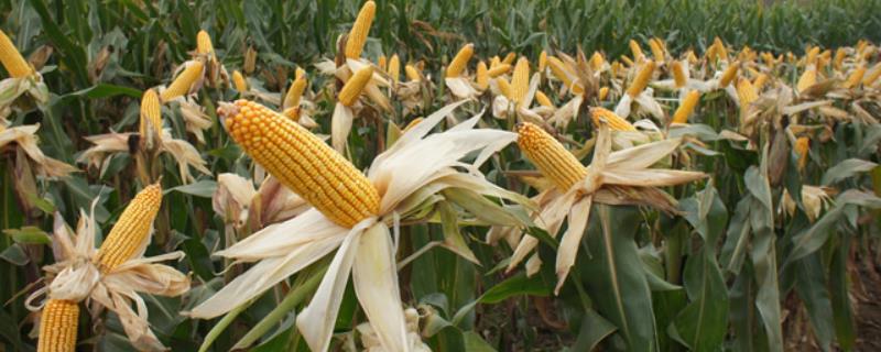 中河玉666玉米品种的特性，4月中下旬播种