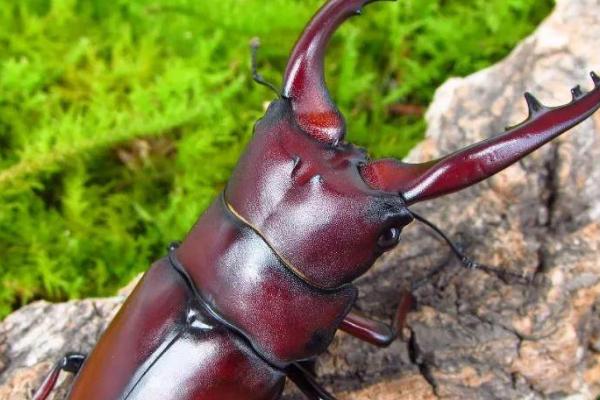 圣甲虫有什么特点，身形为椭圆形且以动物粪便为食