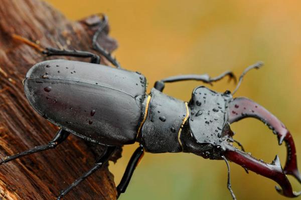 圣甲虫有什么特点，身形为椭圆形且以动物粪便为食
