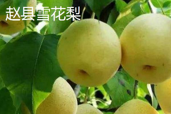 河北赵县的特产，雪花梨栽培历史悠久